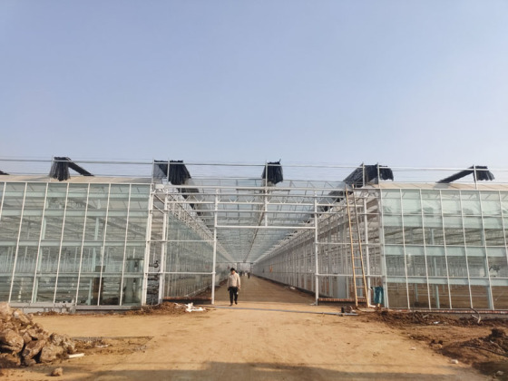 Hollanda Serası Venlo Cam Serası