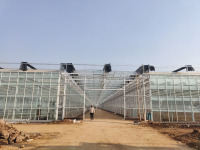 Hollanda Serası Venlo Cam Serası