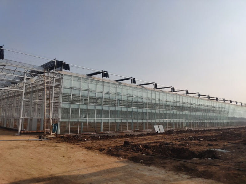 Hollanda Serası Venlo Cam Serası