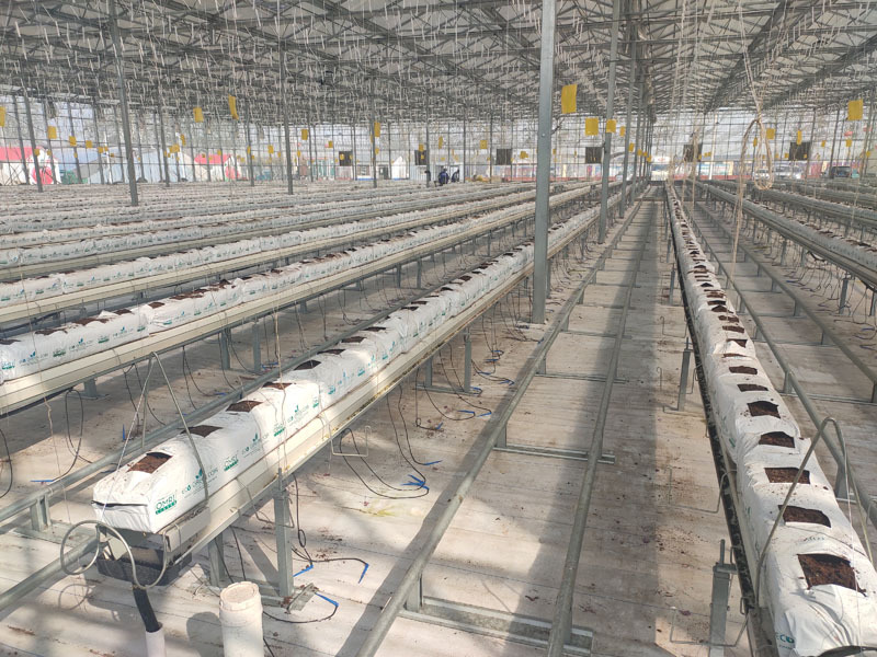 Domates Hidroponik Sistemli Hollanda Serası