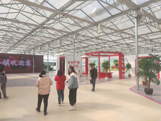 Domates Hidroponik Sistemli Hollanda Serası