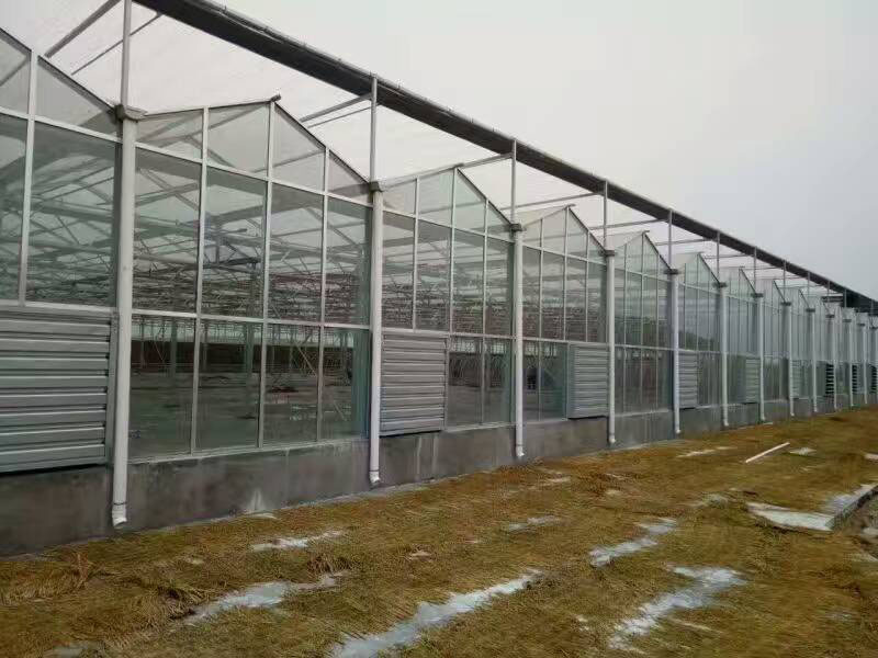 Domates Hidroponik Sistemli Hollanda Serası