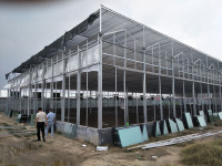 Domates Hidroponik Sistemli Hollanda Serası