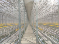 Akıllı Sistemli Sunshine Glass Yeşil Ev