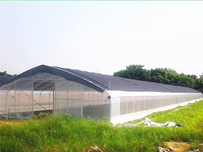 Serre tunnel à film simple à faible coût