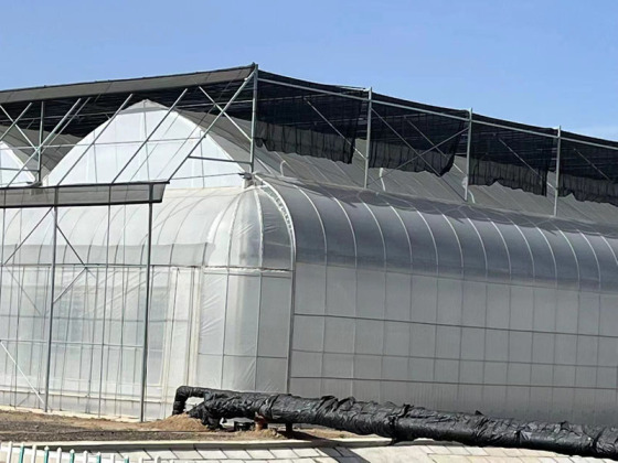 Serre à film agricole pour la culture de tomates