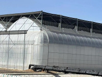 Serre à film agricole pour la culture de tomates