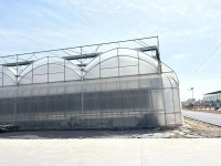 Serre à film agricole pour la culture de tomates