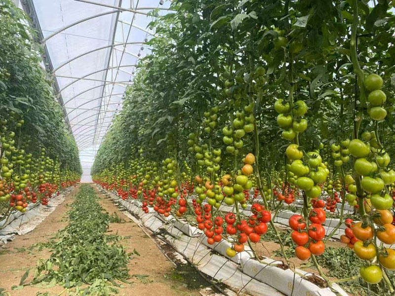 Serre à film agricole pour la culture de tomates