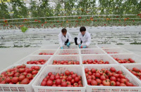 Serre à film agricole pour la culture de tomates