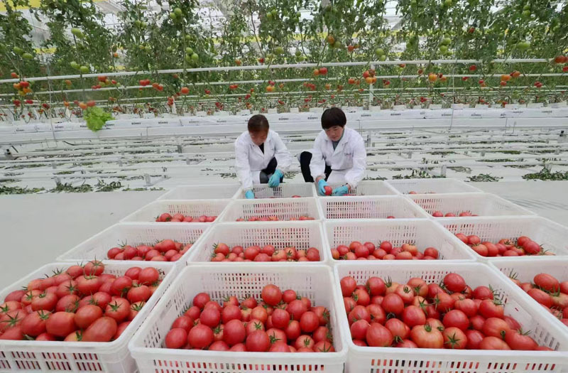 Serre à film agricole pour la culture de tomates
