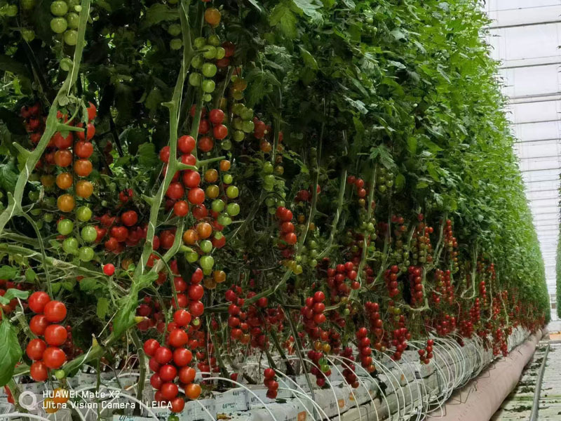 Multi Span Greenhouse For Tomato Growing