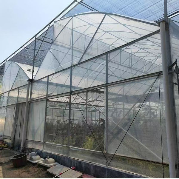 Multi Span Greenhouse For Tomato Growing