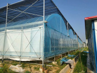 Multi Span Greenhouse For Tomato Growing