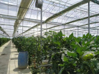 Multi Span Greenhouse For Tomato Growing
