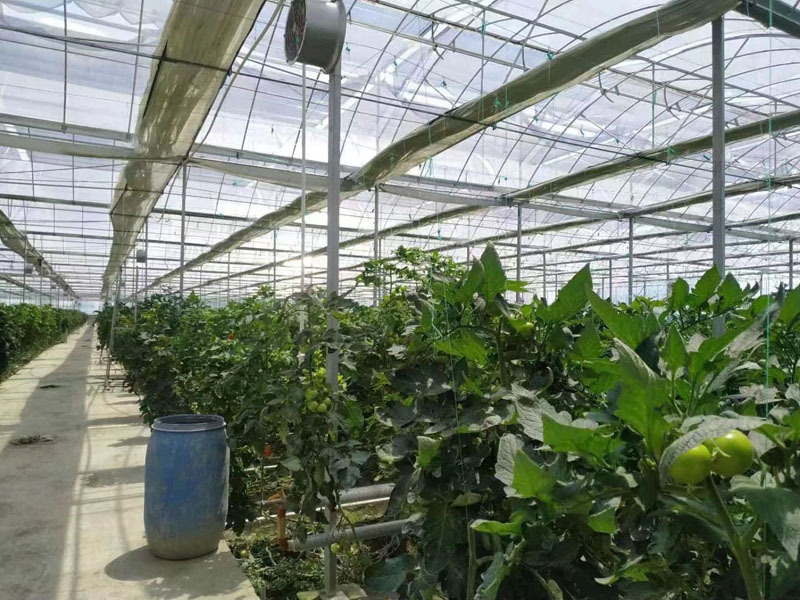 Multi Span Greenhouse For Tomato Growing