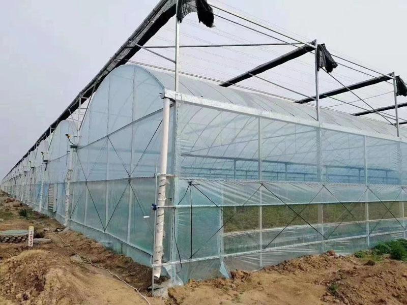 Multi Span Greenhouse For Tomato Growing