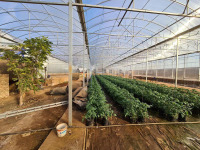 Serre à travées multiples en polycarbonate