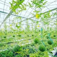 Serre à travées multiples en polycarbonate