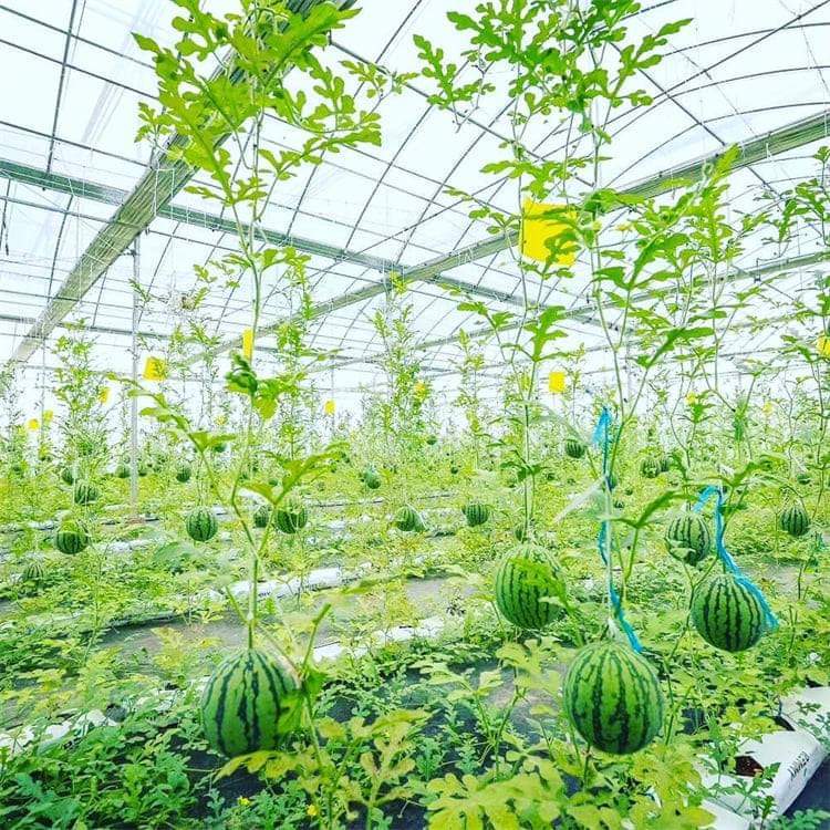 Serre à travées multiples en polycarbonate