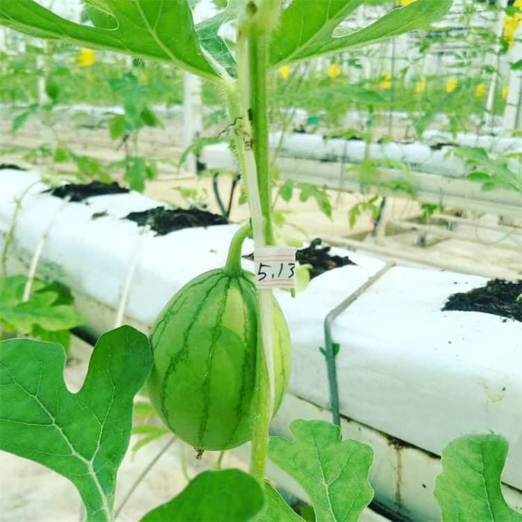 Serre à travées multiples en polycarbonate