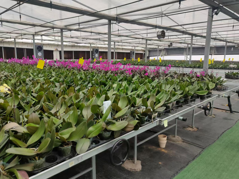 フィルムカバー付きカスタマイズされた温室