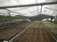 フィルムカバー付きカスタマイズされた温室