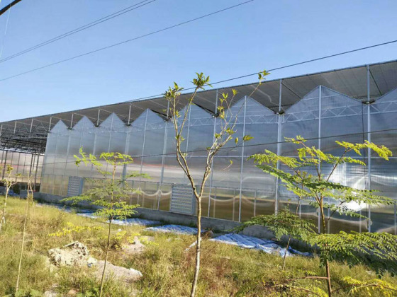 Ticari Venlo Tarım Serası