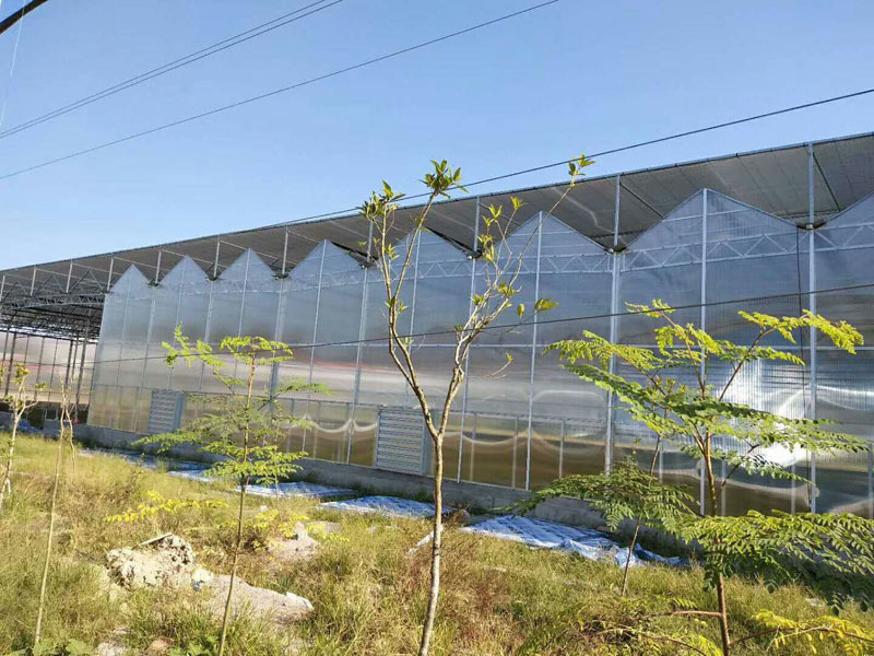 Ticari Venlo Tarım Serası