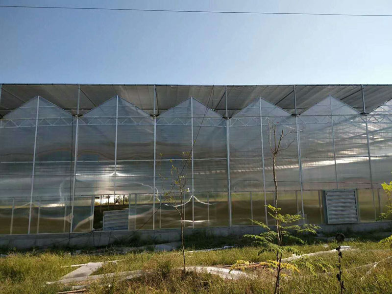 Ticari Venlo Tarım Serası