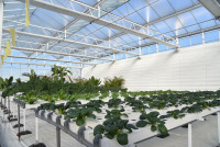 Ticari Venlo Tarım Serası