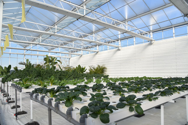 Ticari Venlo Tarım Serası