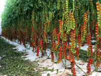 زراعة الطماطم في البيوت الزراعية الهولندية