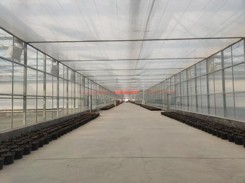 زراعة الطماطم في البيوت الزراعية الهولندية