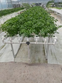 NFT 水耕システムを備えた農業用温室