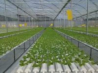 NFT 水耕システムを備えた農業用温室