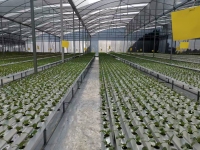 NFT 水耕システムを備えた農業用温室