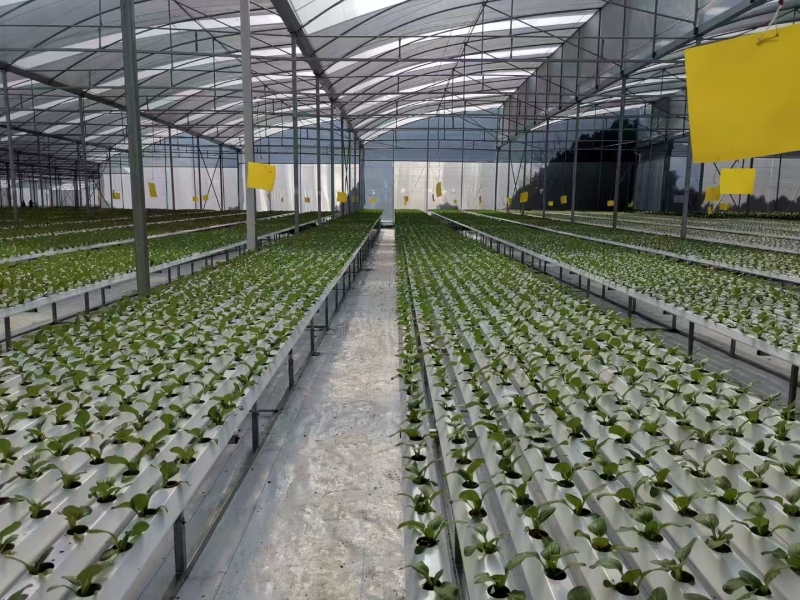 NFT 水耕システムを備えた農業用温室
