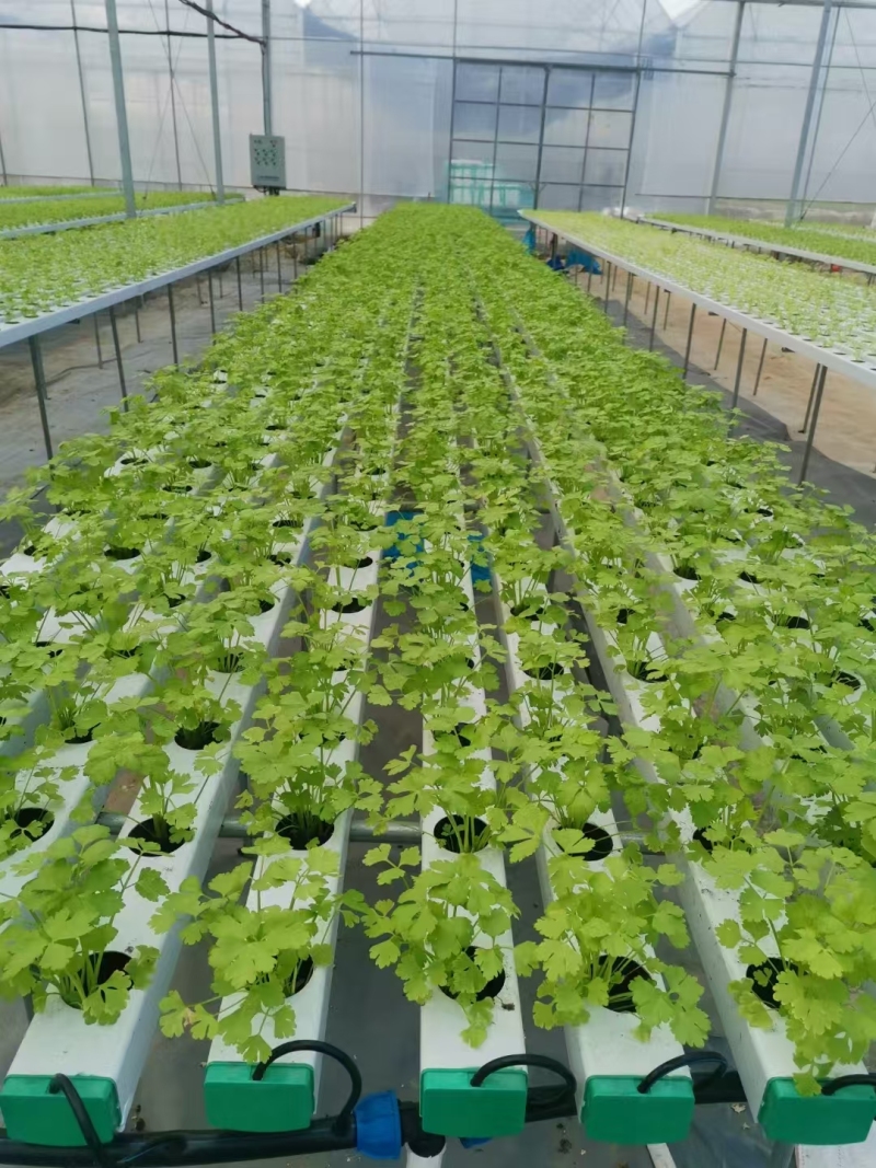 NFT 水耕システムを備えた農業用温室