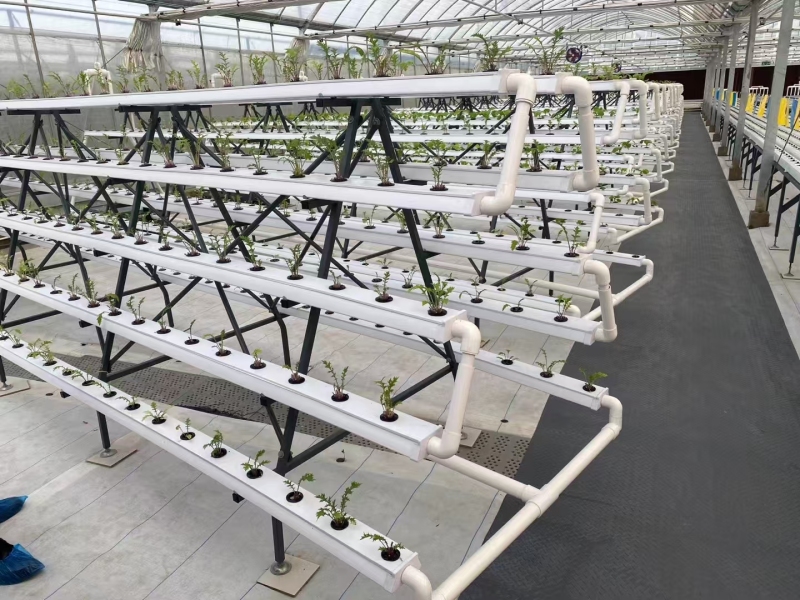 NFT 水耕システムを備えた農業用温室