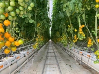 Rumah Hijau Komersial Dengan Penanaman Tanpa Tanah