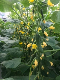 Rumah Hijau Komersial Dengan Penanaman Tanpa Tanah