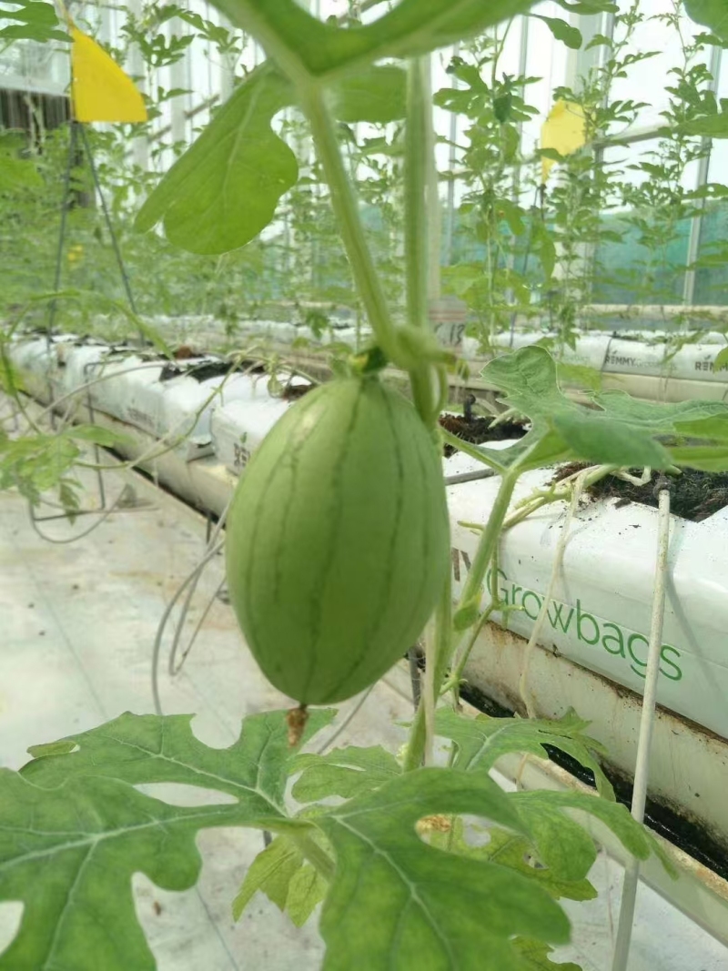 Rumah Hijau Komersial Dengan Penanaman Tanpa Tanah