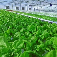 Rumah Hijau Komersial Dengan Penanaman Tanpa Tanah