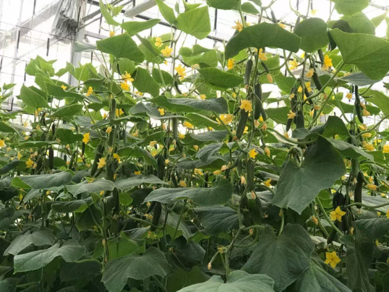 Cucumber Film Greenhouse With Turnkey Project