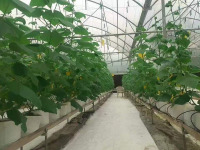 Invernadero de pepino con film, proyecto llave en mano