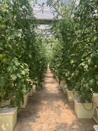 Invernadero de tomates con sistema automático