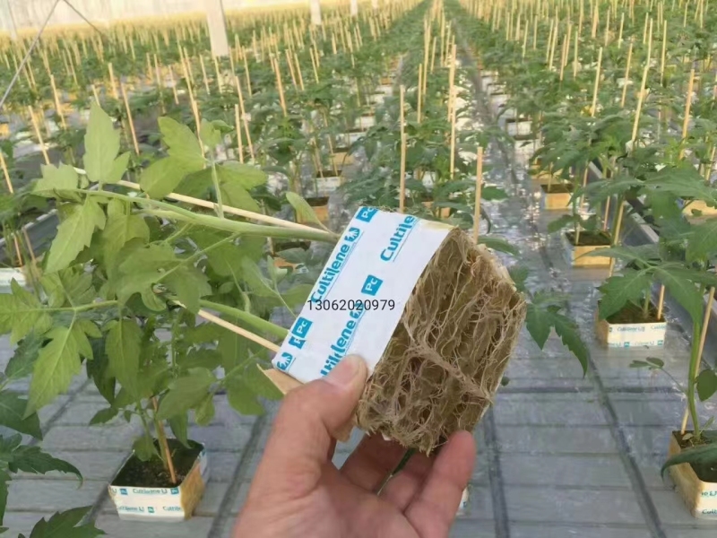 Invernadero de tomates con sistema automático