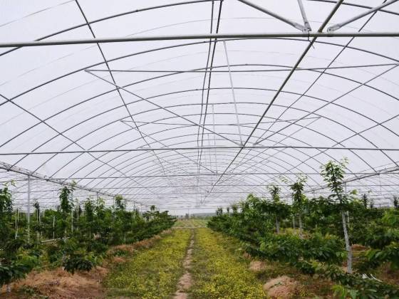 دفيئة الكرز بتكلفة منخفضة