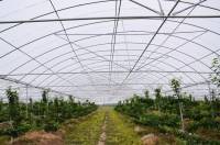 低コストのチェリー温室